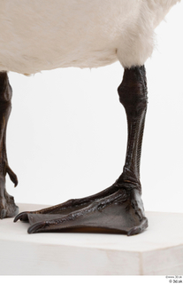 Mute swan leg 0021.jpg